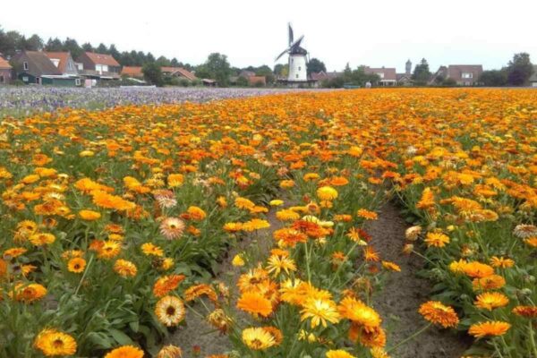 verblijf st. annaland tholen omgeving