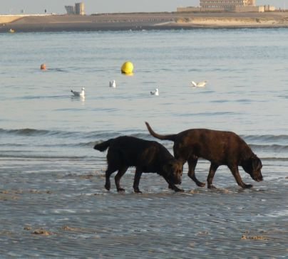 camping duinoord aan zee ardoer schouwen-duivenland hondvriendelijk