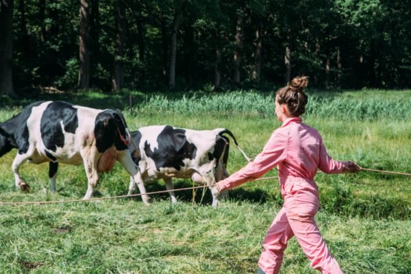 Hoeve Zeeland - helpen op boerderij